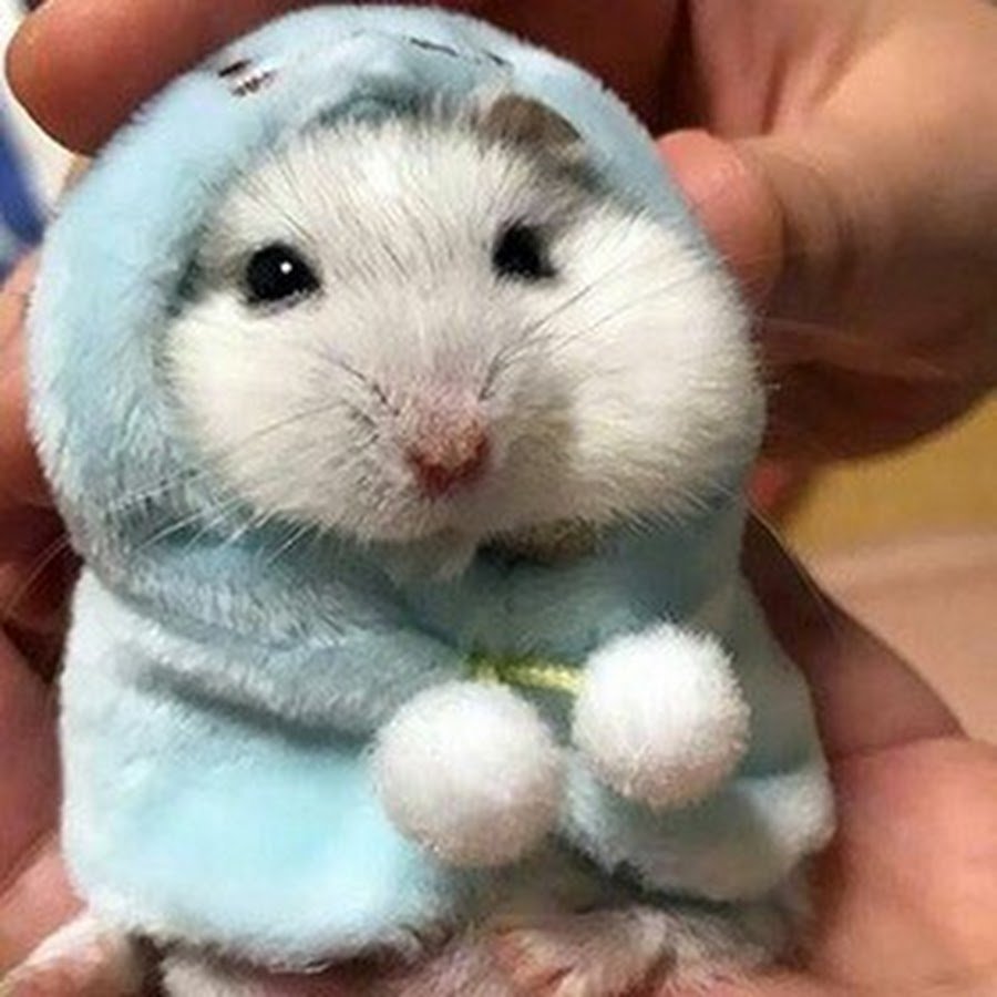 Хомяк джунгарский