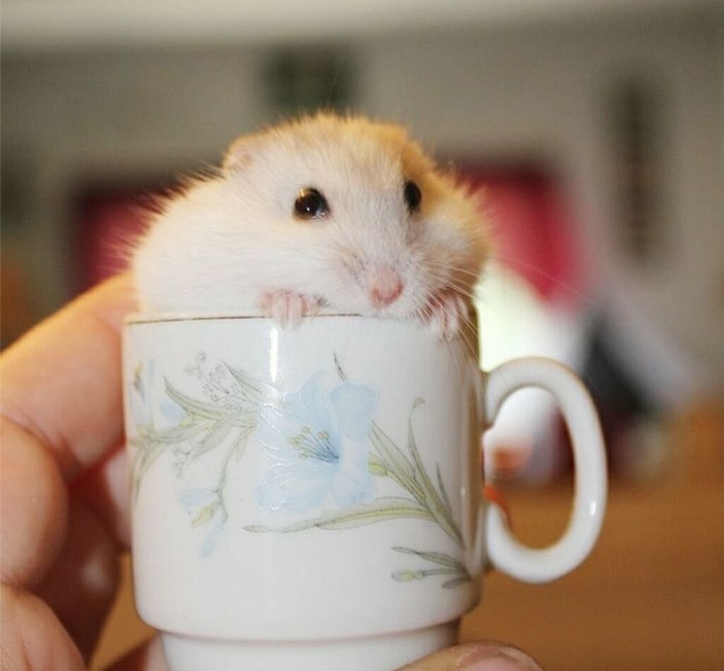 Милый хомяк