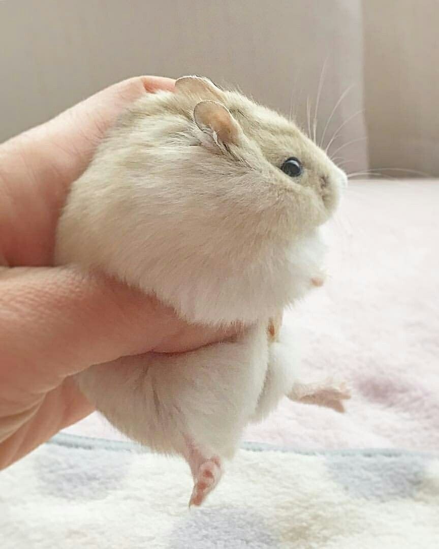 Ручной хомяк