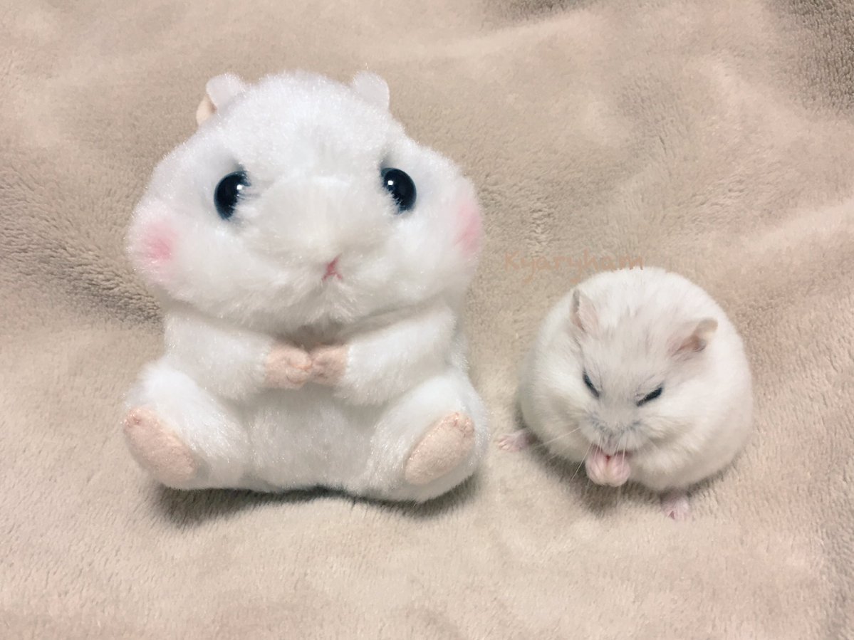 Хомяк маленький милый