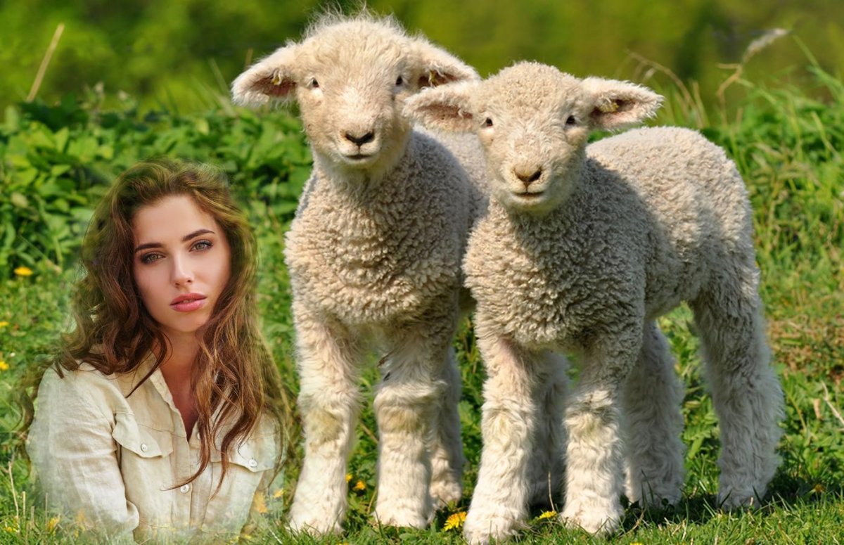 Баран бежит