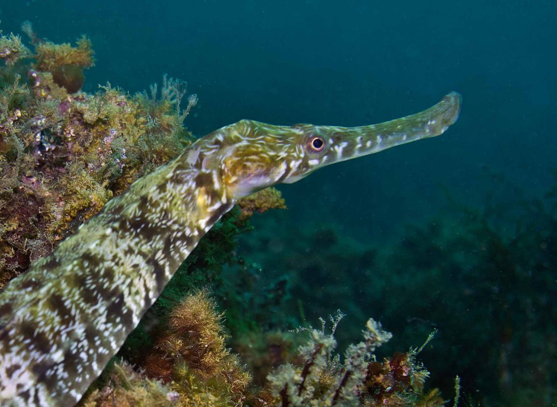 Кривохвостка обыкновенная (морская уточка)/Aeoliscus strigatus