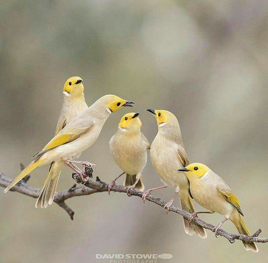 Тайваньская желтая синица