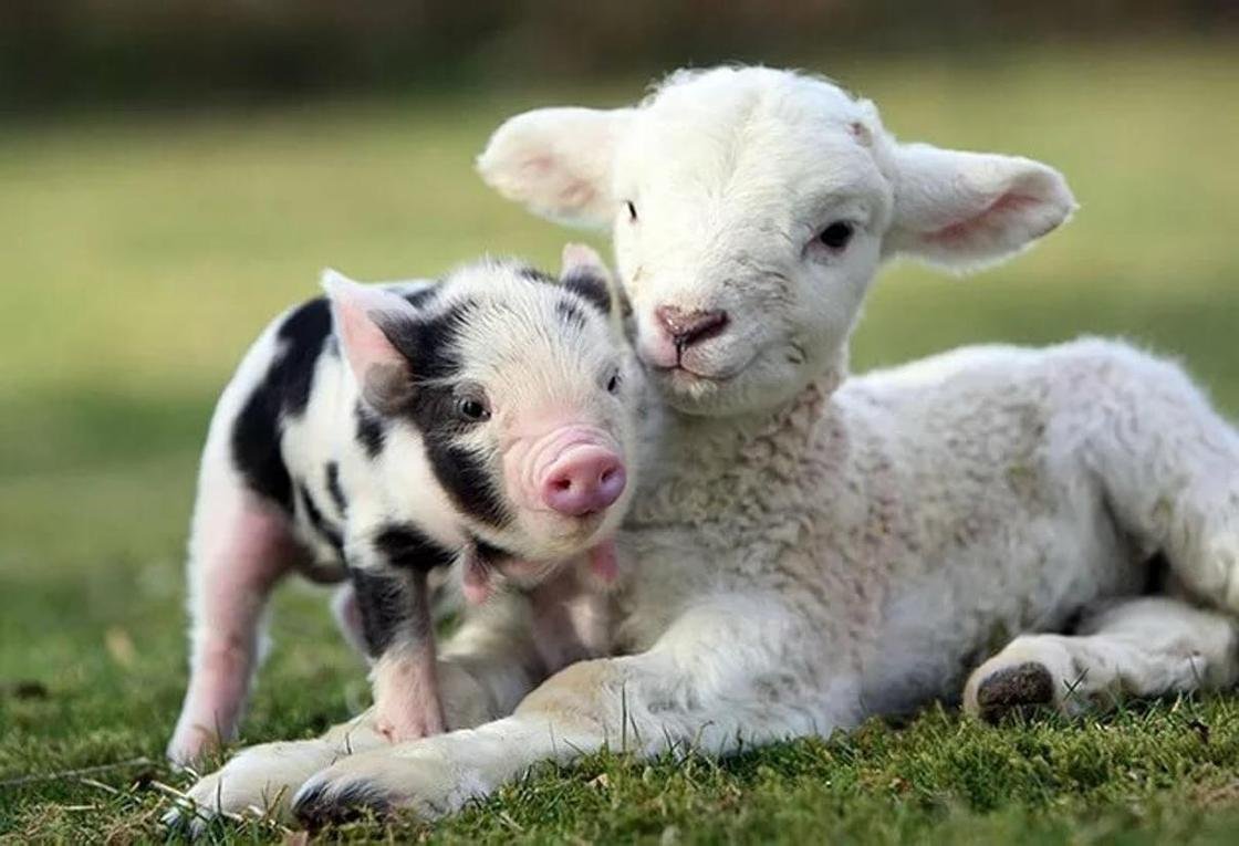 Маленькие ягнята