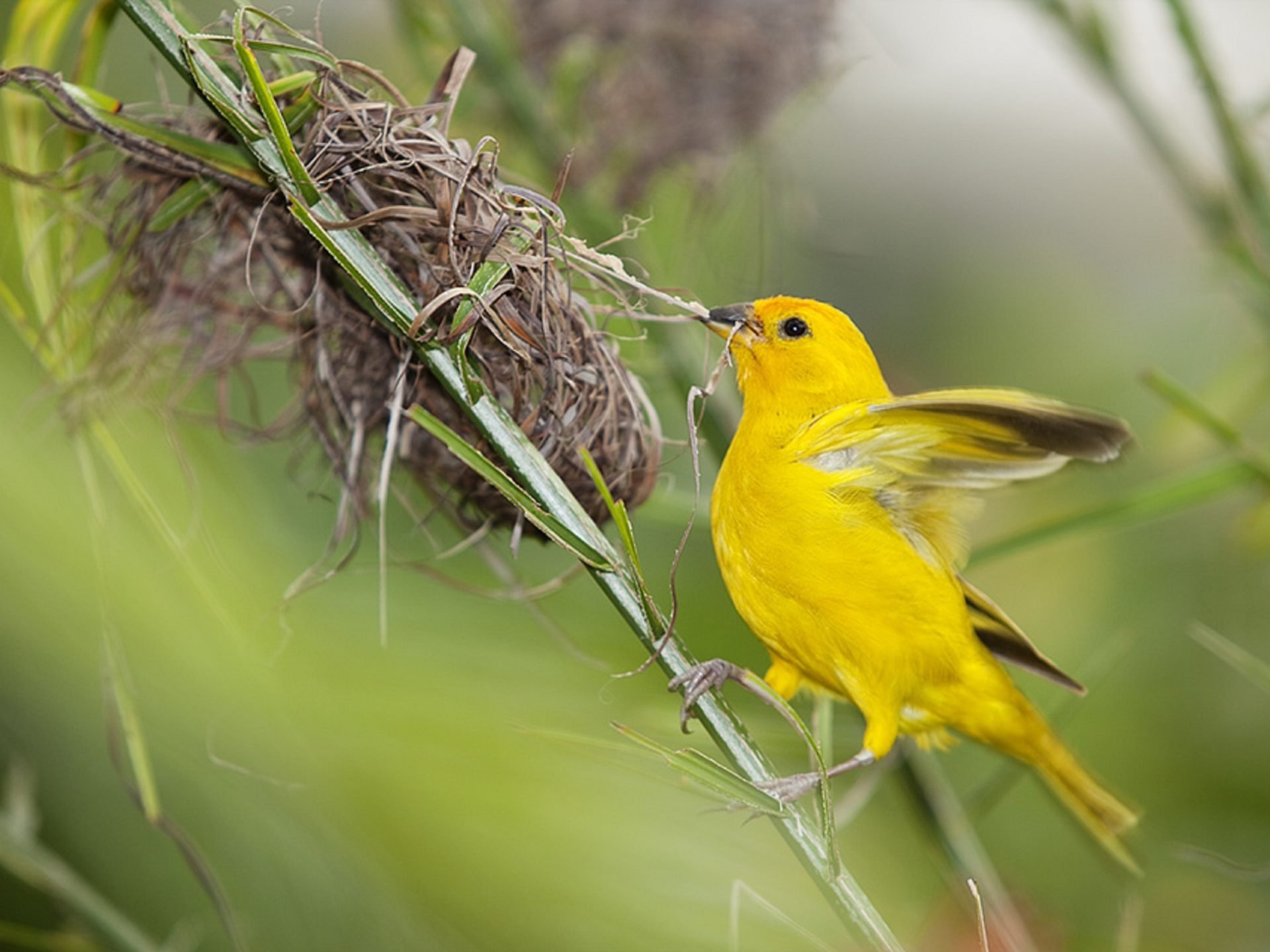 Про желтую птичку. Желтая птица. Маленькая желтая птичка. Желтая Славка. Желто зеленая птичка.