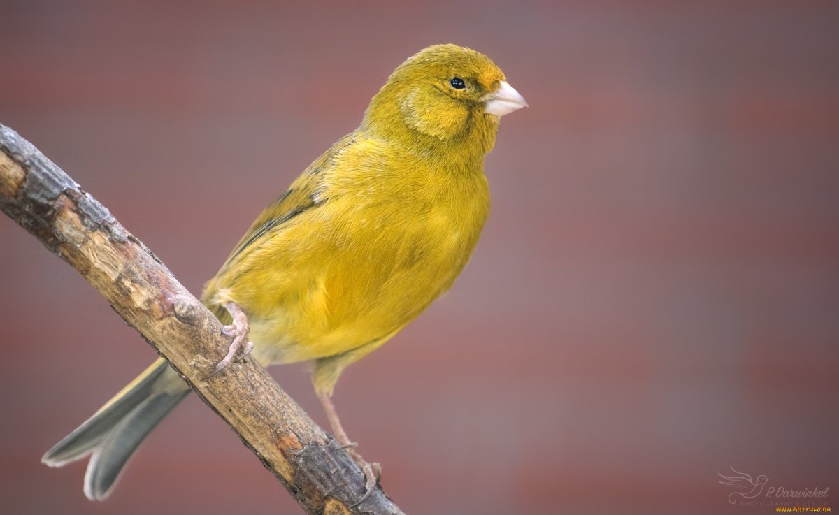 Красивая желтая птичка