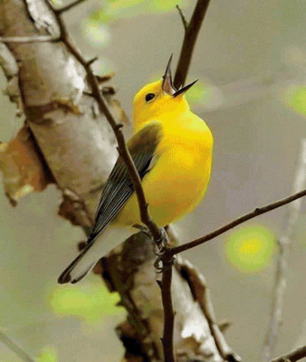 Канарейка Канарская