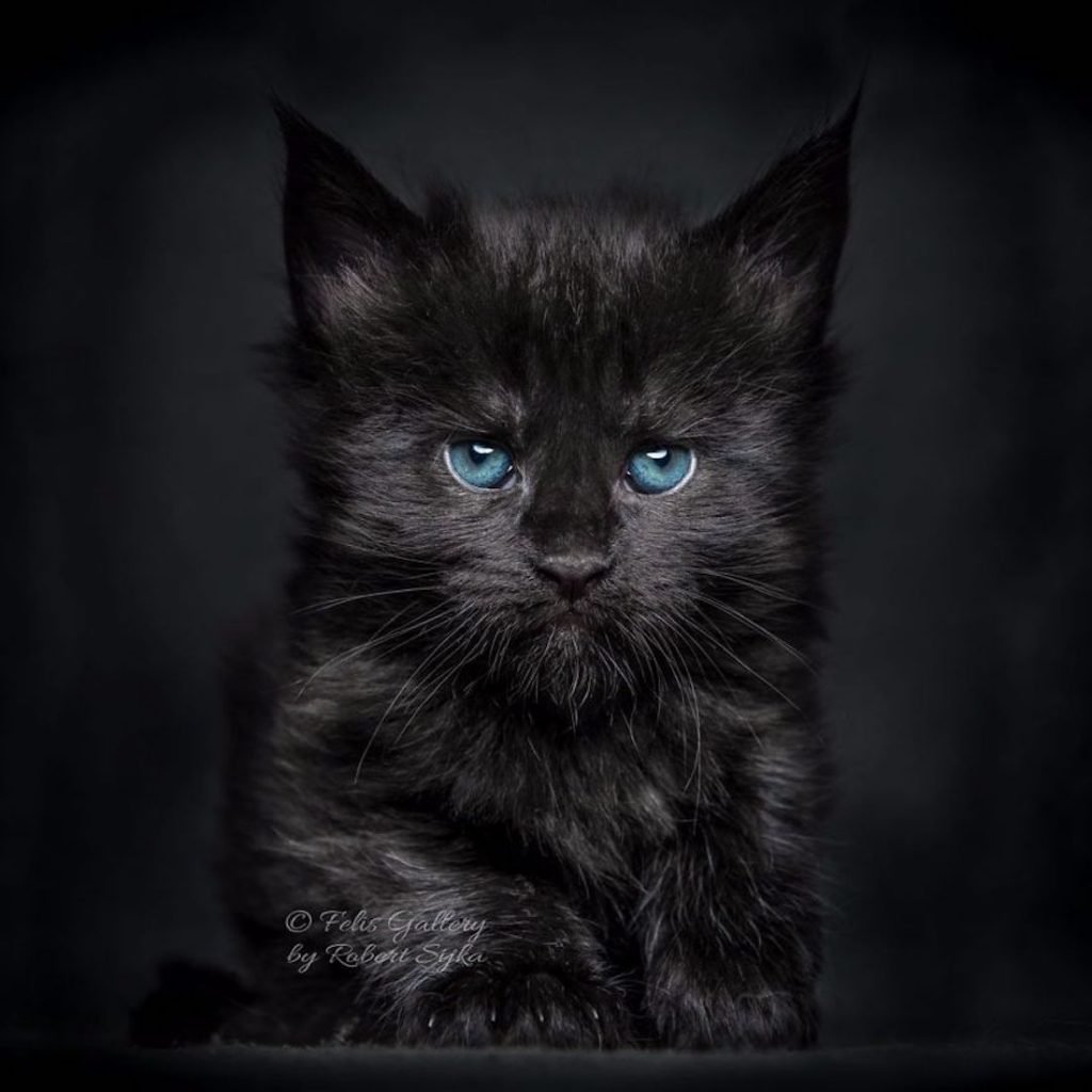 Черный котенок Мейн куна