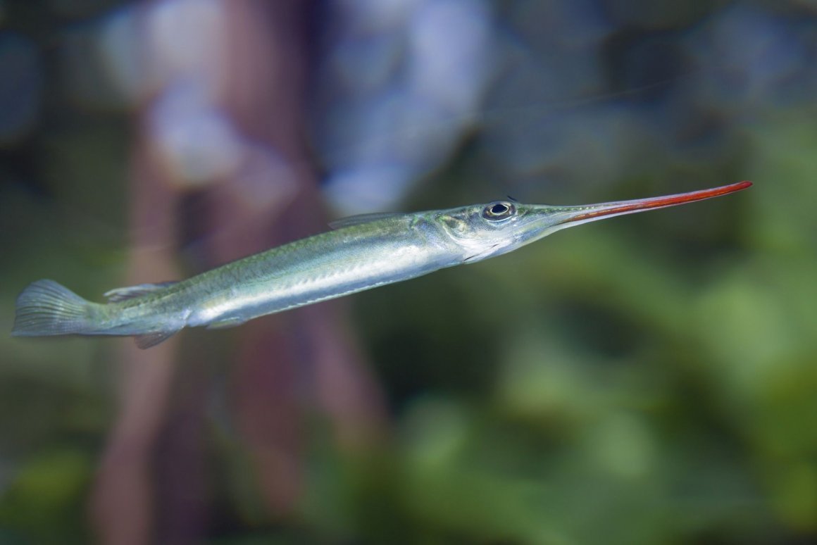 Скелет рыбы иглы