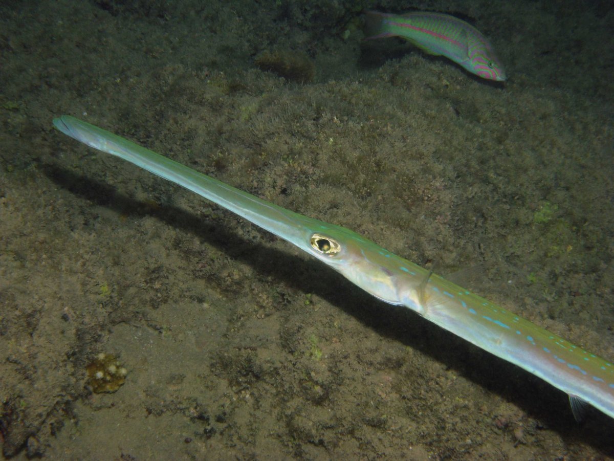 Черноморская рыба Сарган