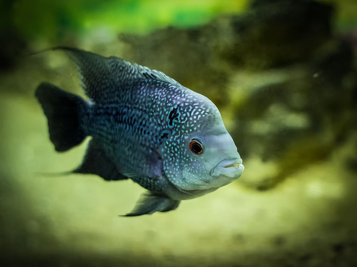 Рыбка одиночка