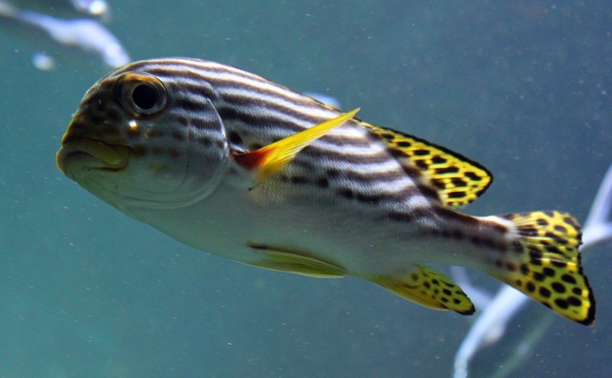 Рыба вектор