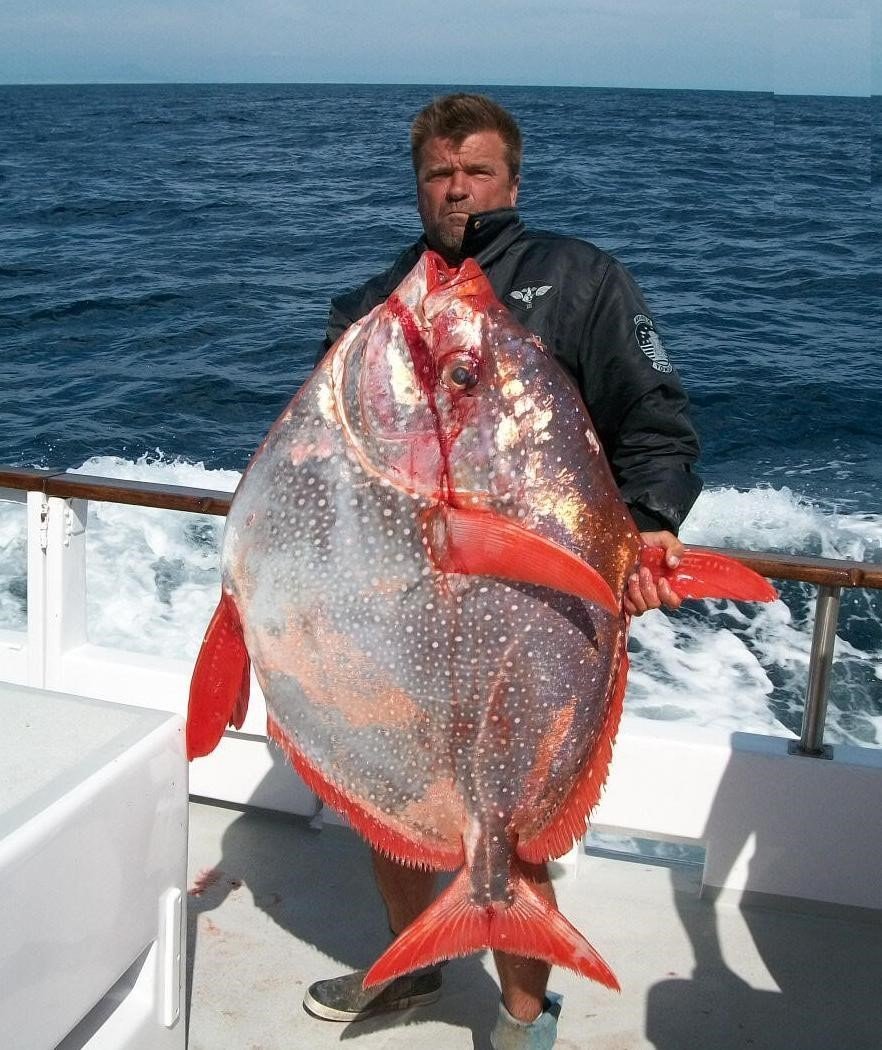 Рыба красноперый опах