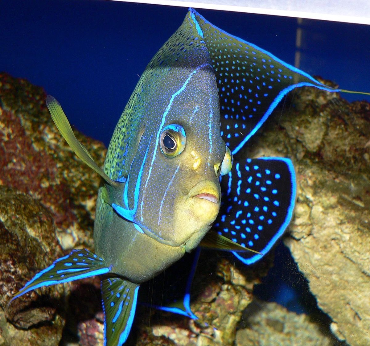 Ангел Рябой (семициркулятус) ювенильный l/Pomacanthus semicirculatus (j)