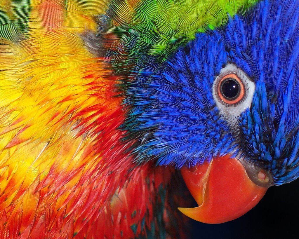 Яркие разноцветные животные