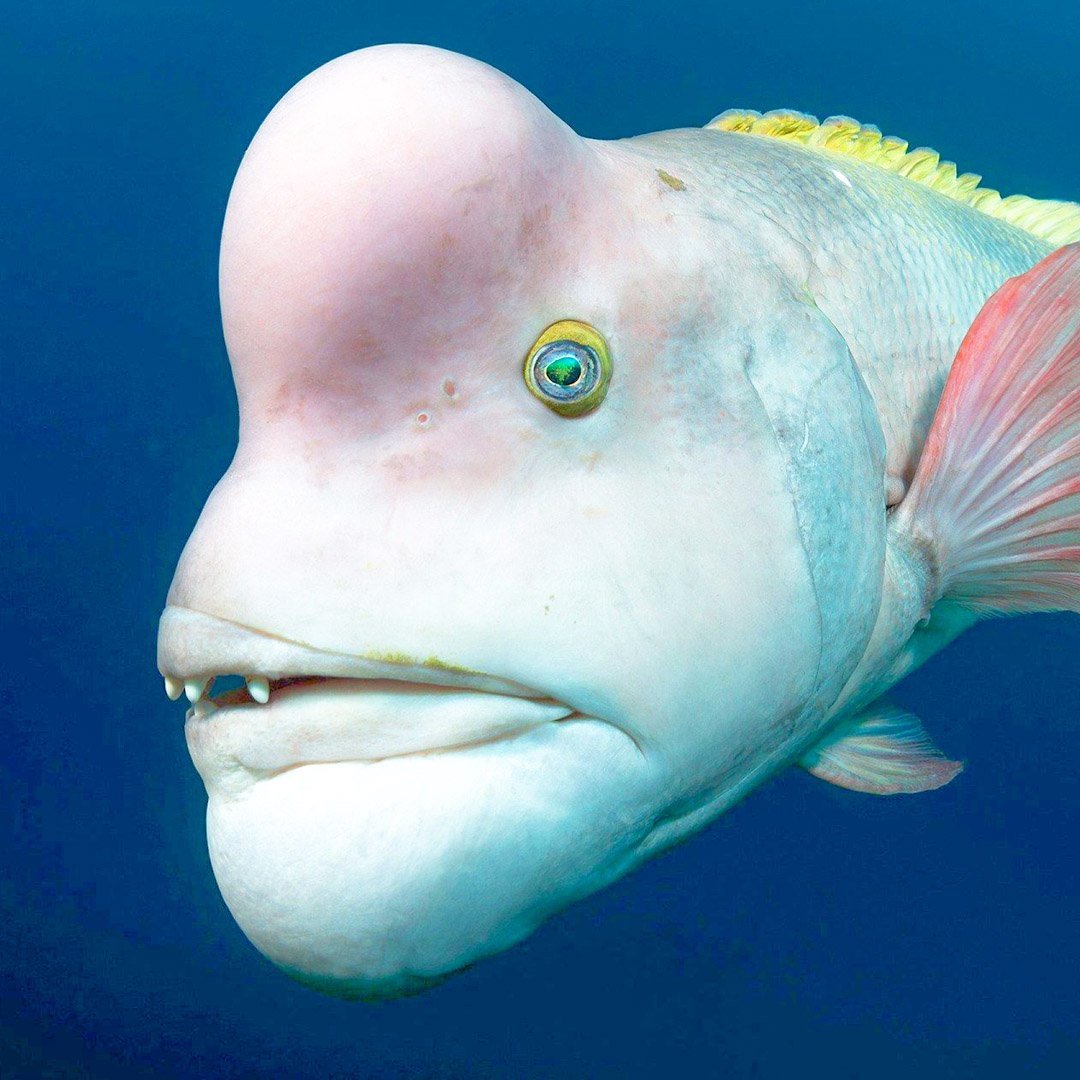 Тихоокеанский осьминог