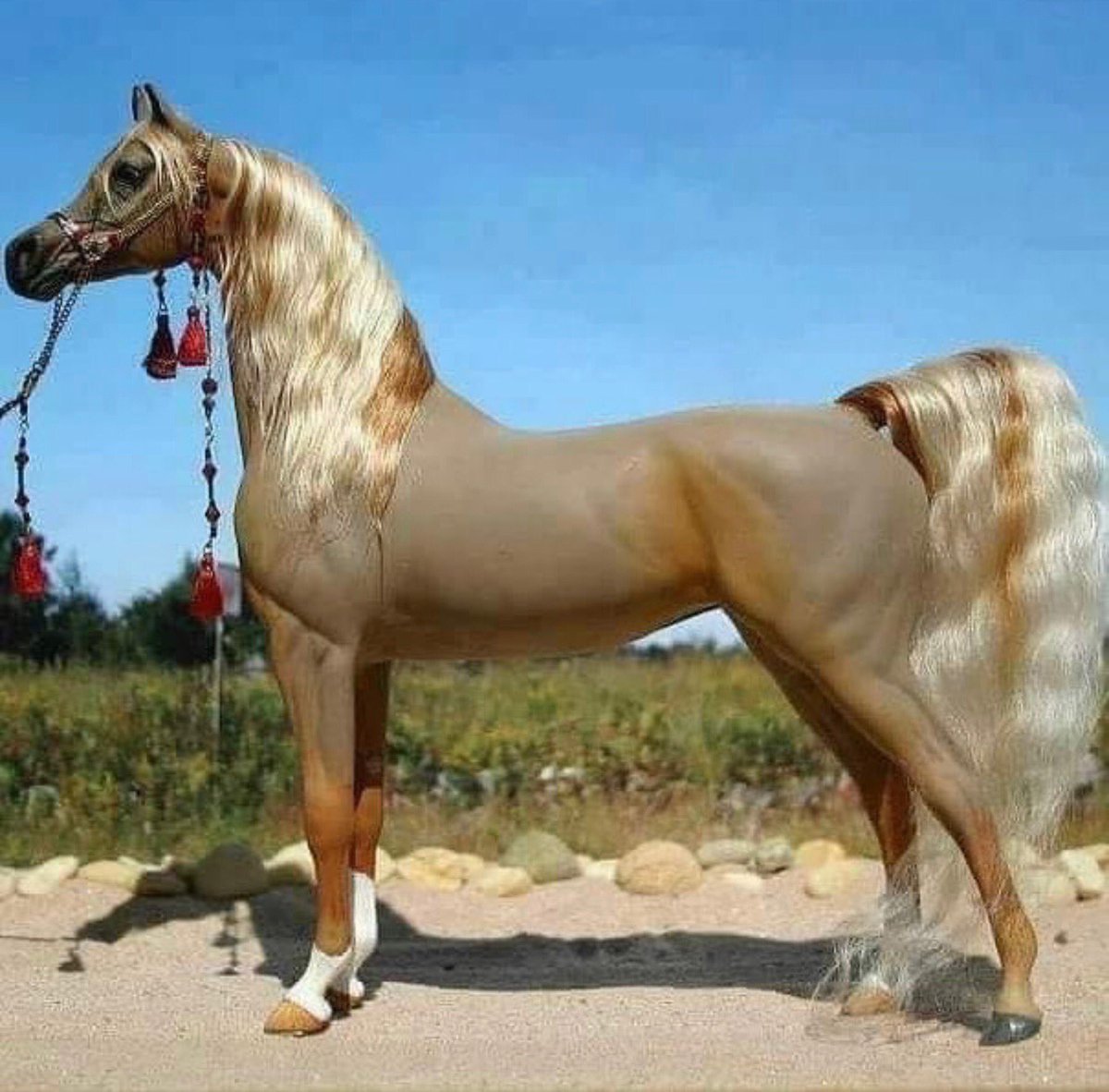 Арабская Изабелловая масть лошади