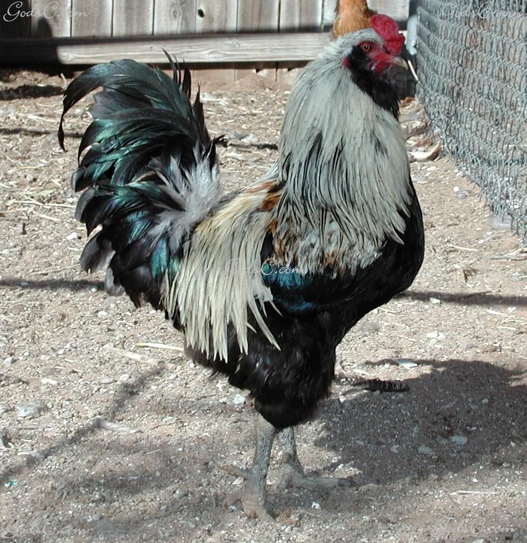 Петух Амераукана