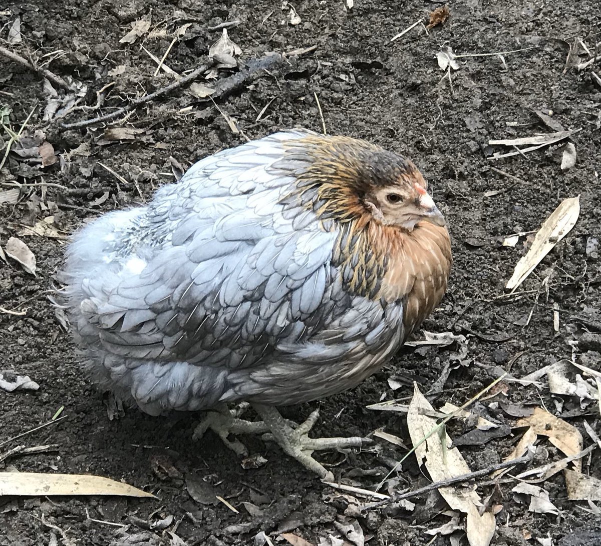 Куры Араукана