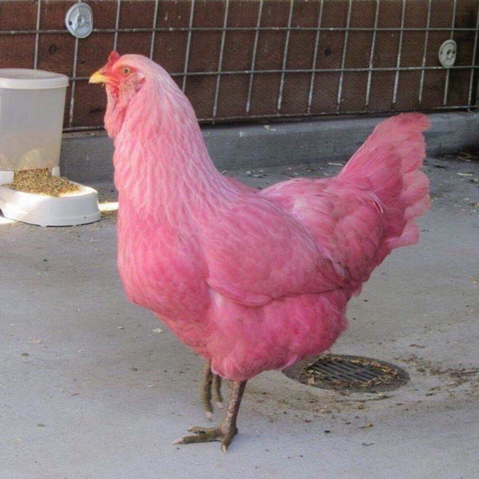 Розовые куры Амераукана
