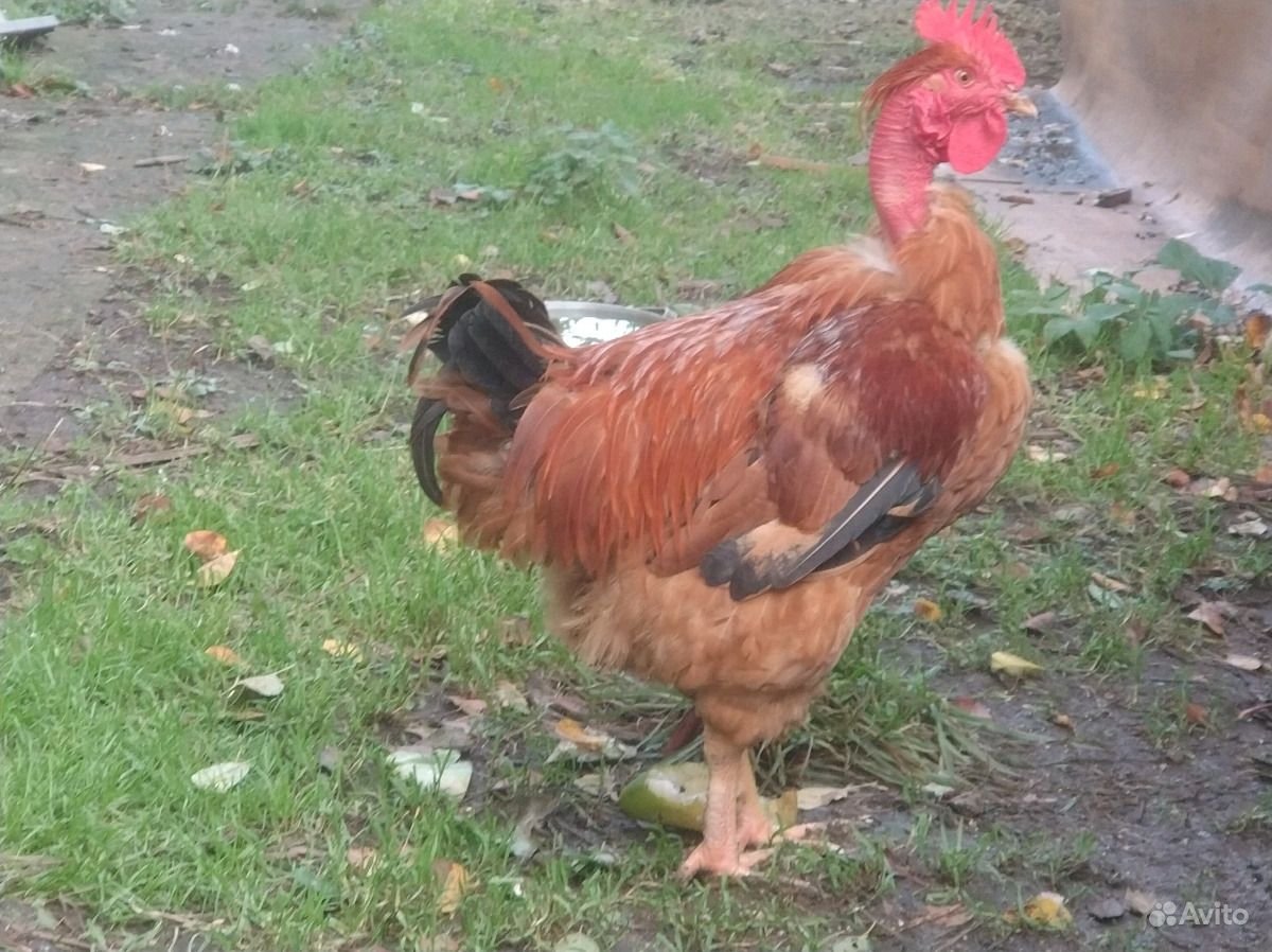 Черный петух амеруакан