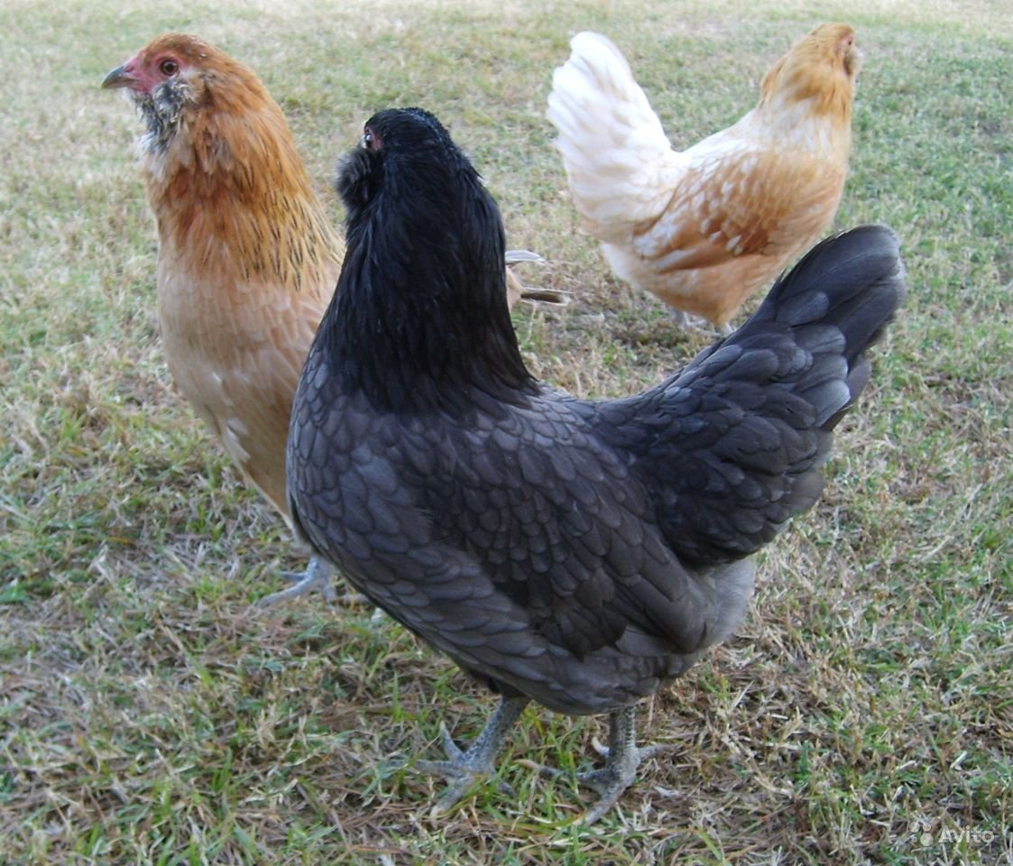 Брама Доминант