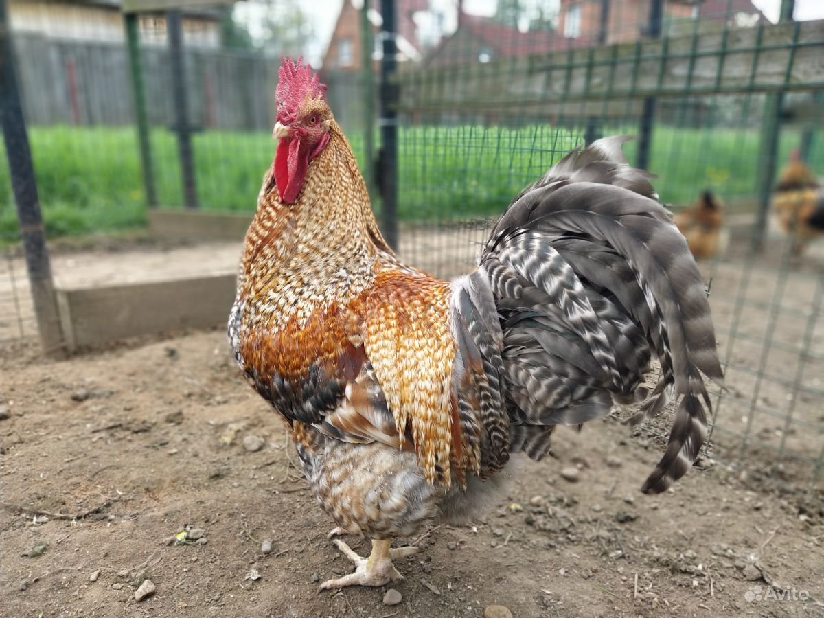 Амераукана петух белый