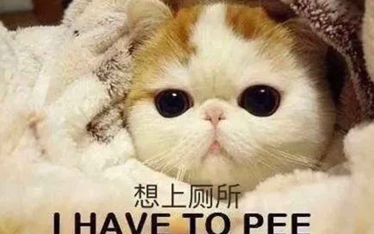 Самый милый котик в мире