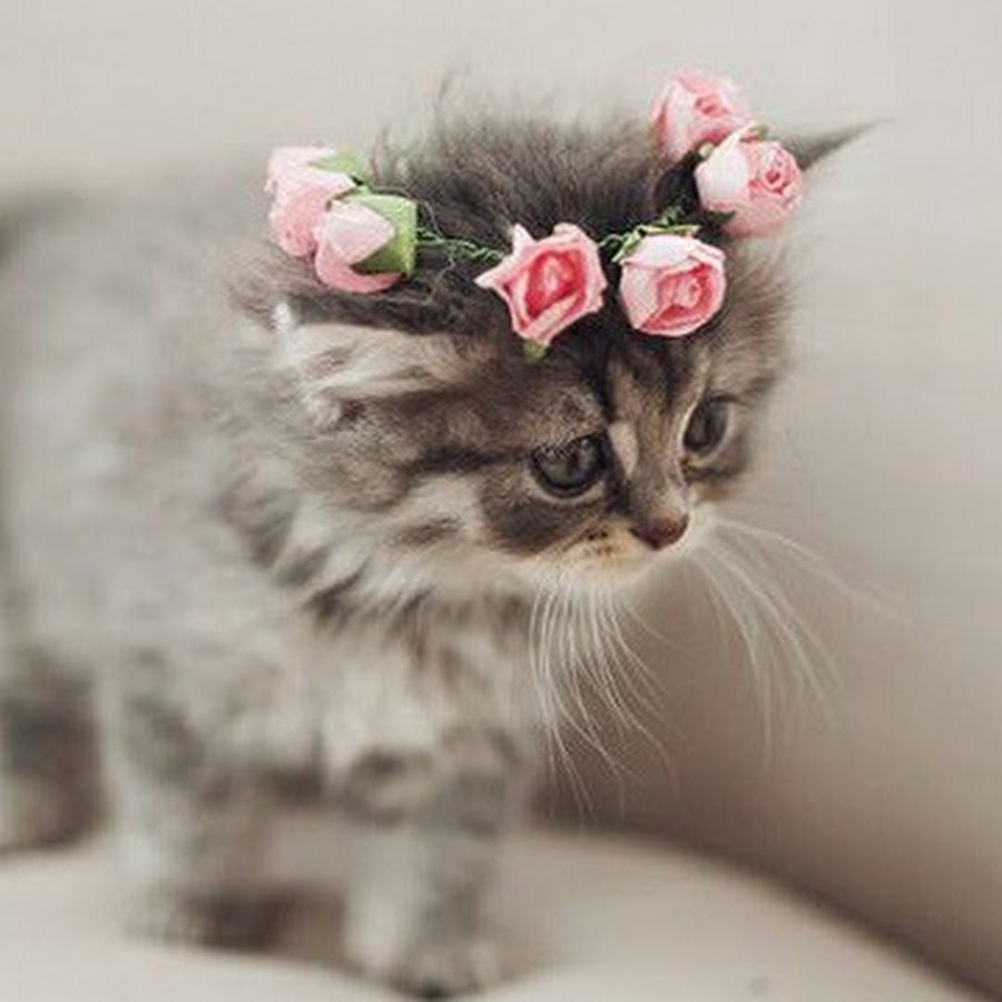 Милые котята с заколками