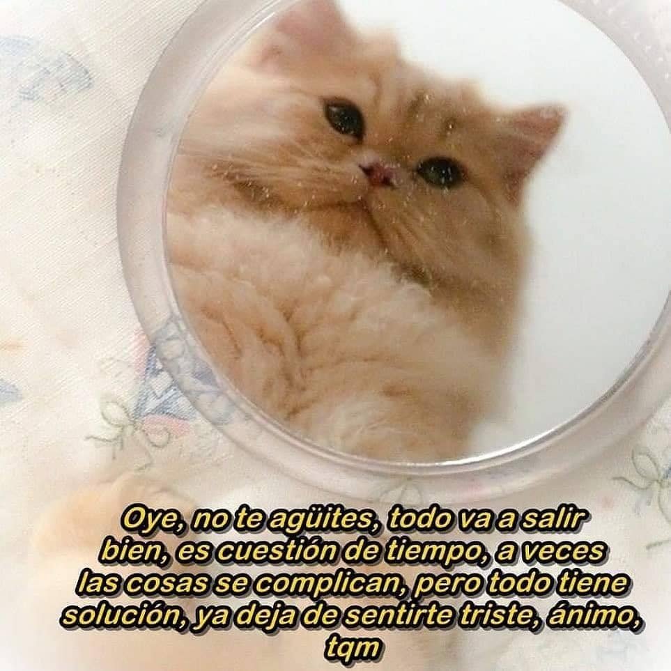 Котенок в чашечке