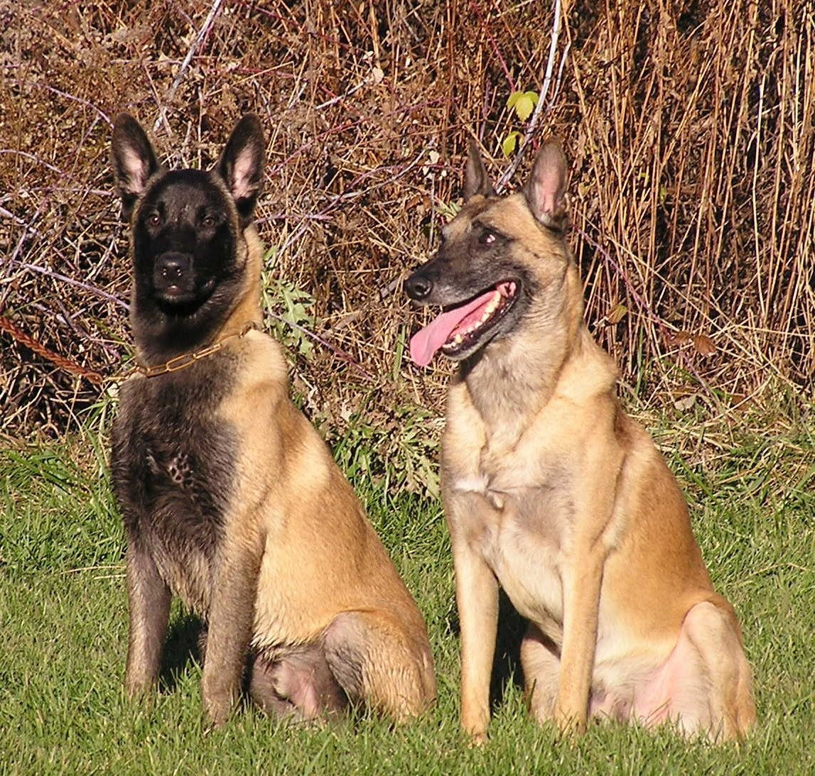 Метис бельгийской овчарки малинуа
