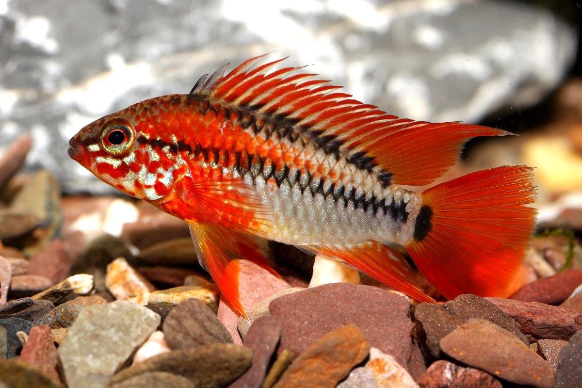 Апистограмма Макмастера