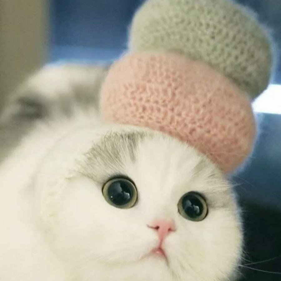 Кошка в венке