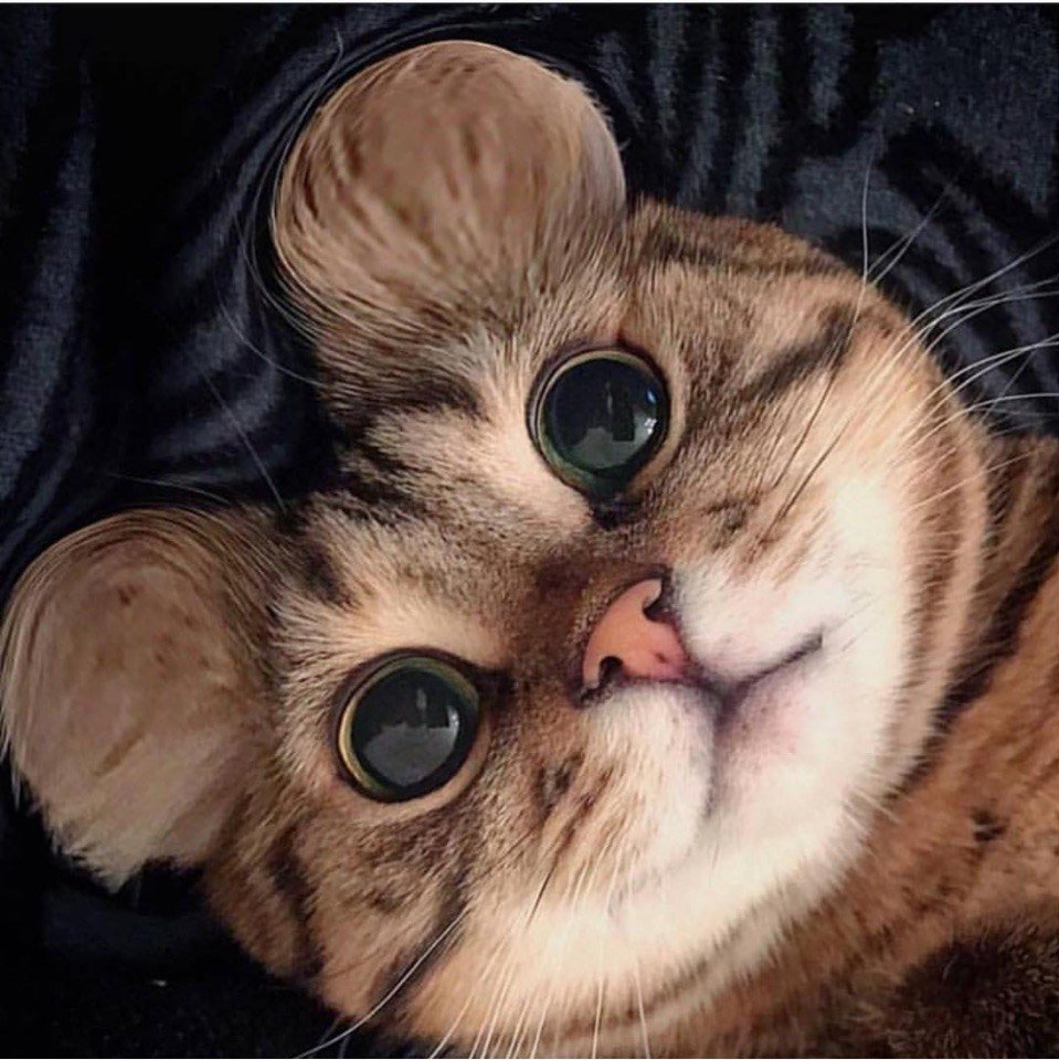 Японский кот Снупи