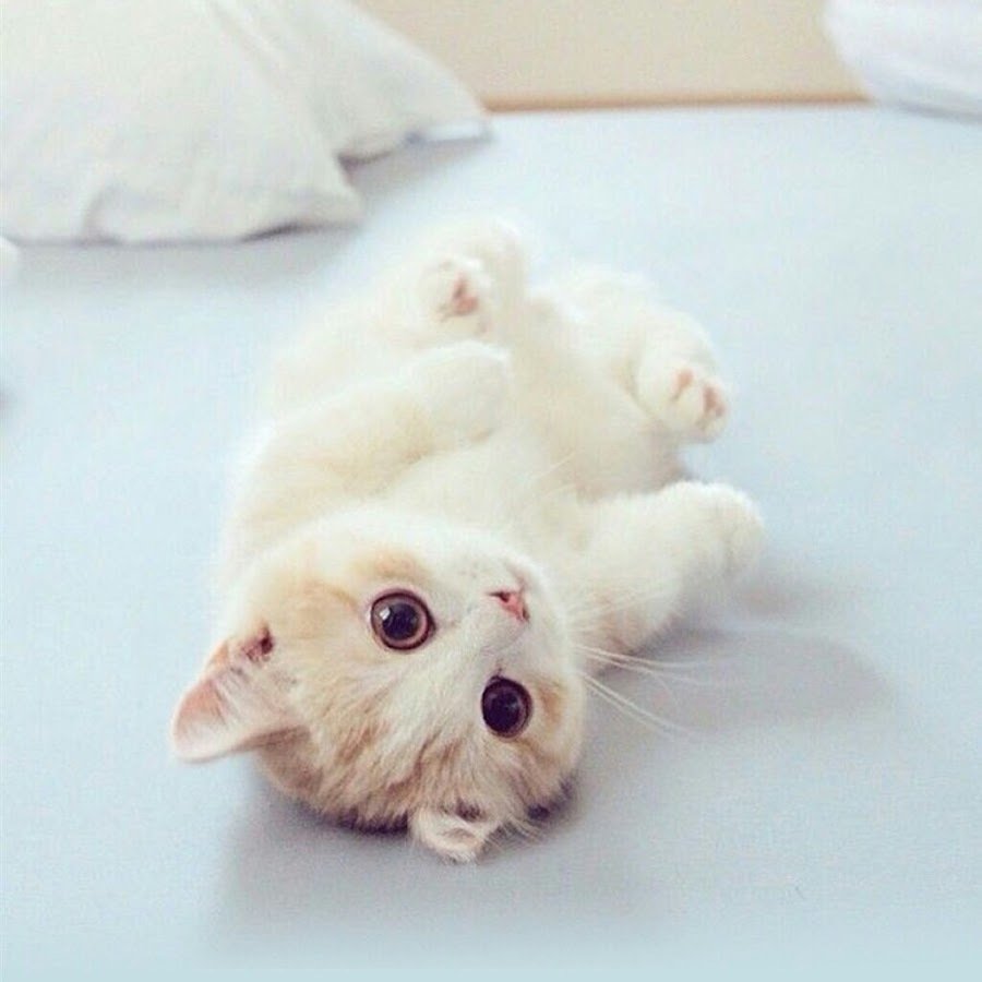 Очень красивые котята