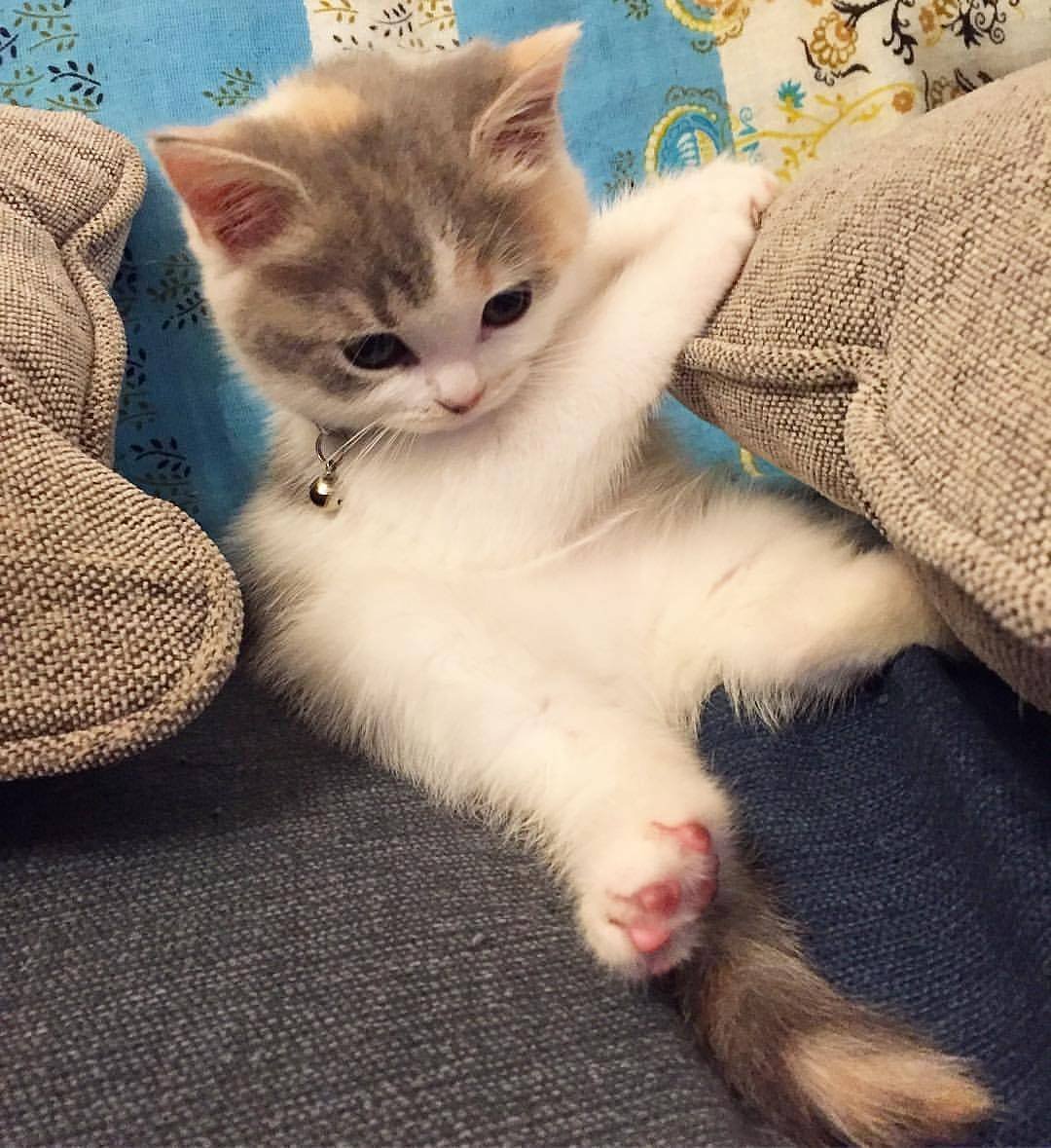 Самый милый кот