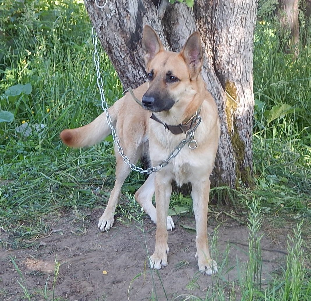 Малинуа или немецкая овчарка