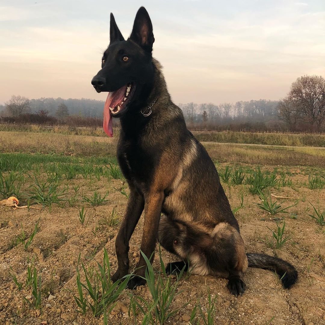 Метис малинуа