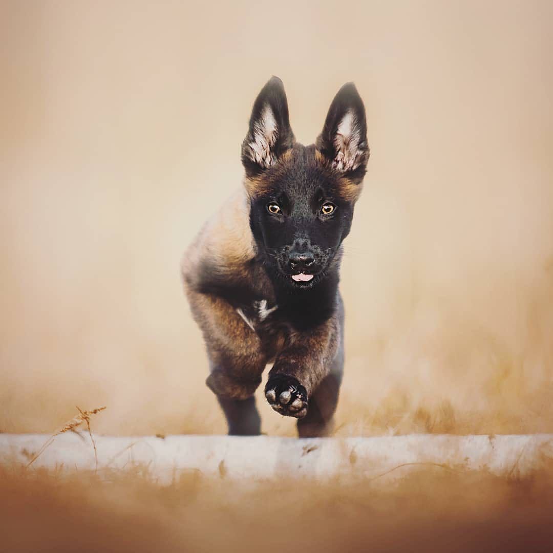 Малинуа Бельгийская овчарка в стойке