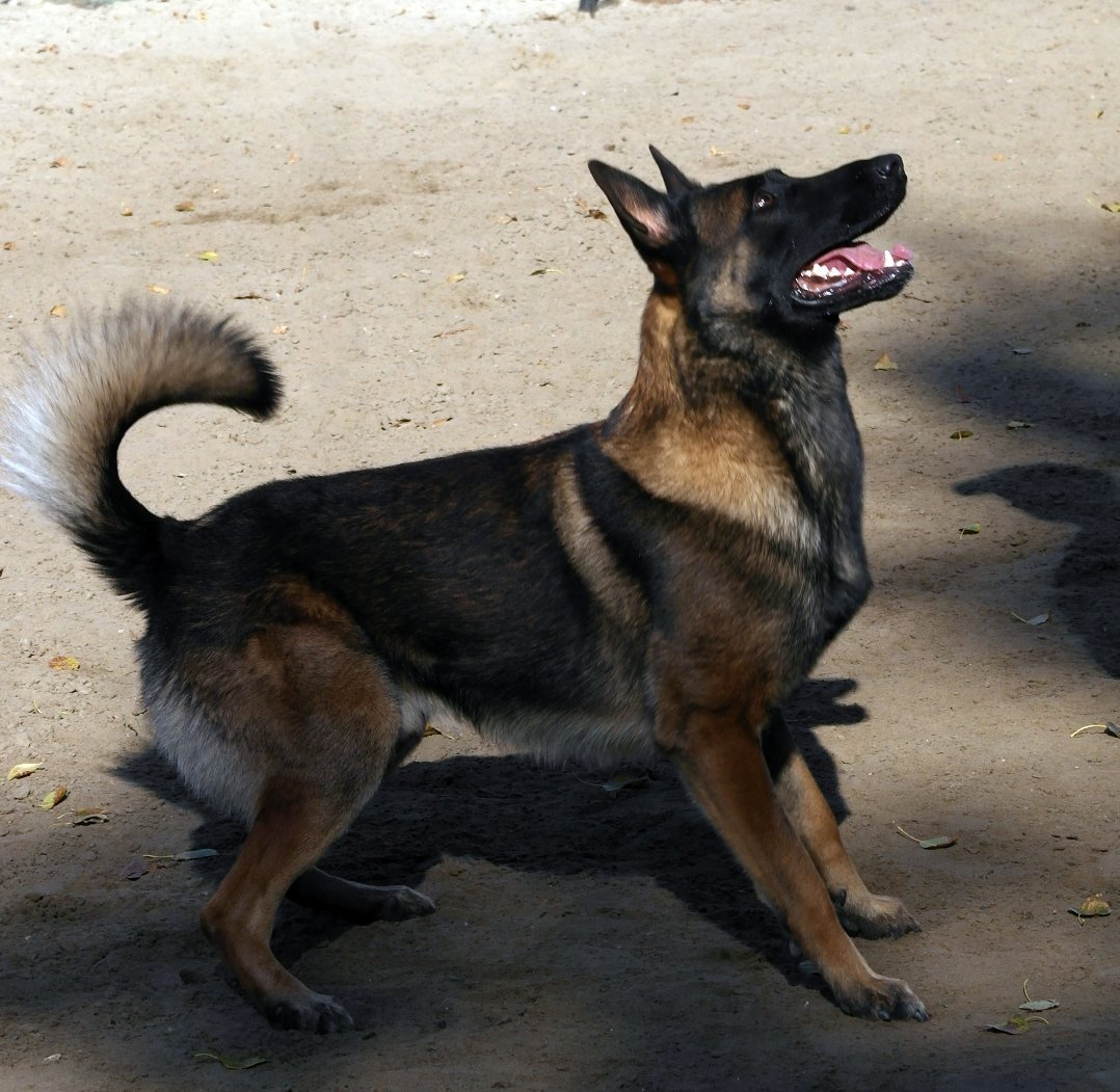 Малинуа зонарного окраса