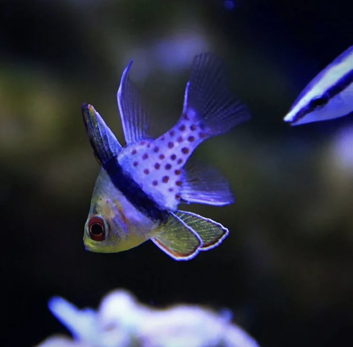 Апогон Сферомия