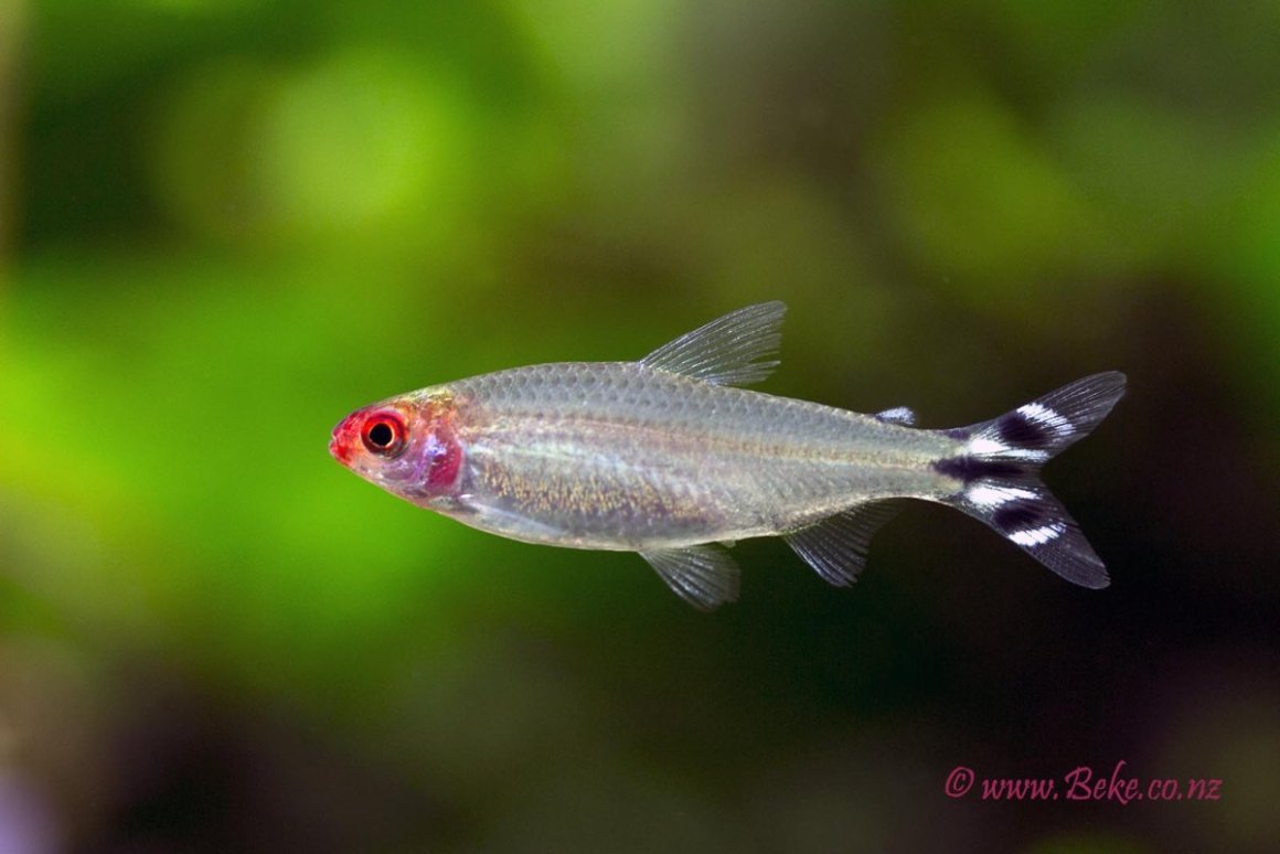 Золотые рыбки аквариумные мальки