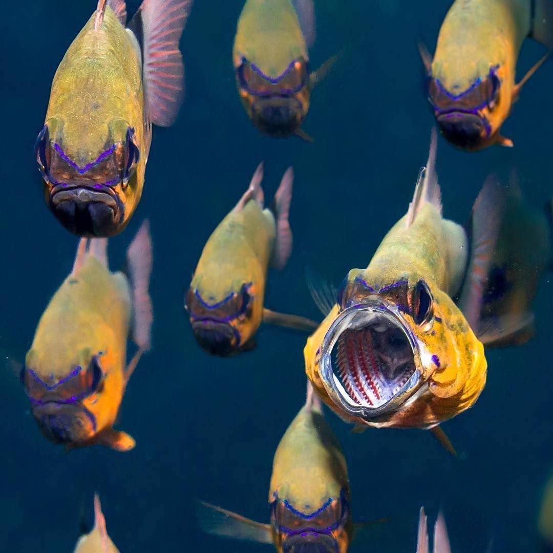 Милые рыбки