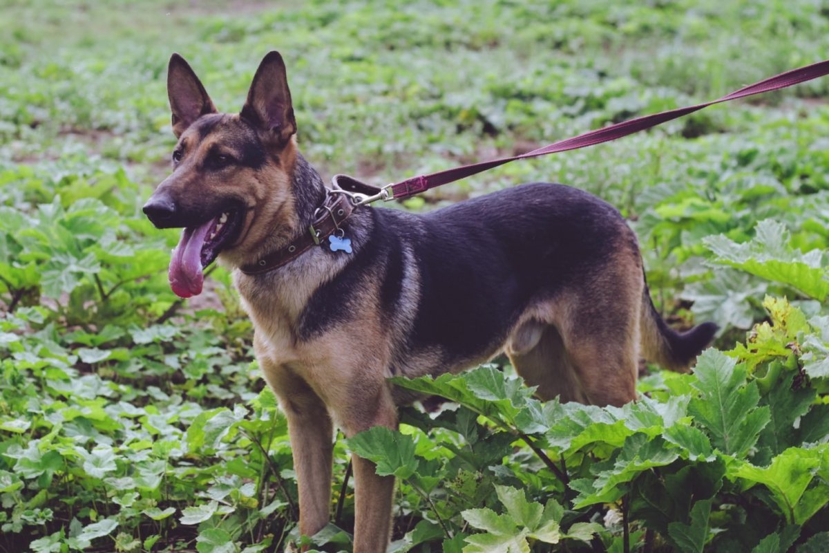 Малинуа лапы