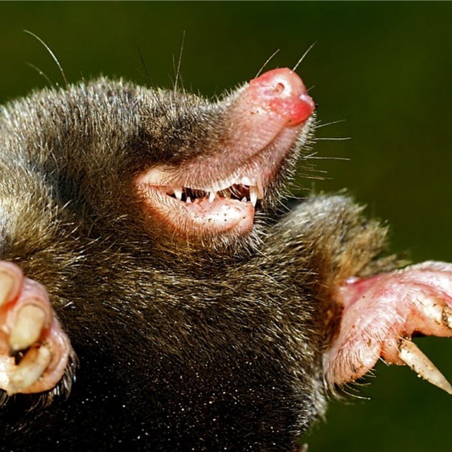 Выхухоль Болотная