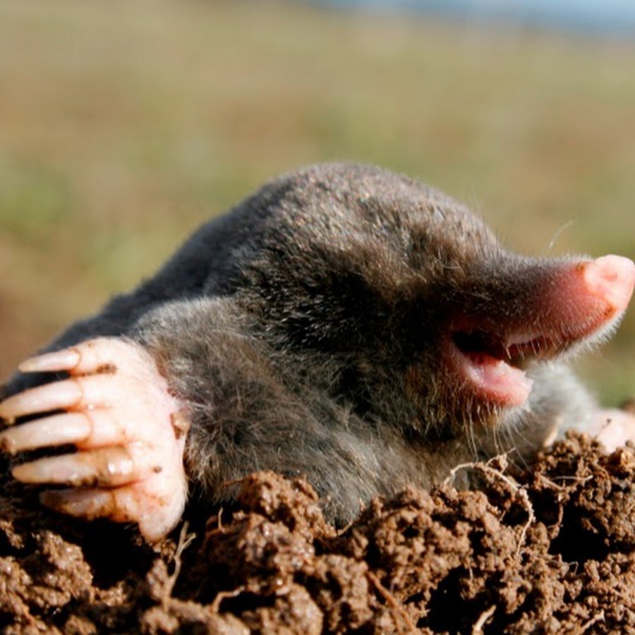 Wild Mole магазин