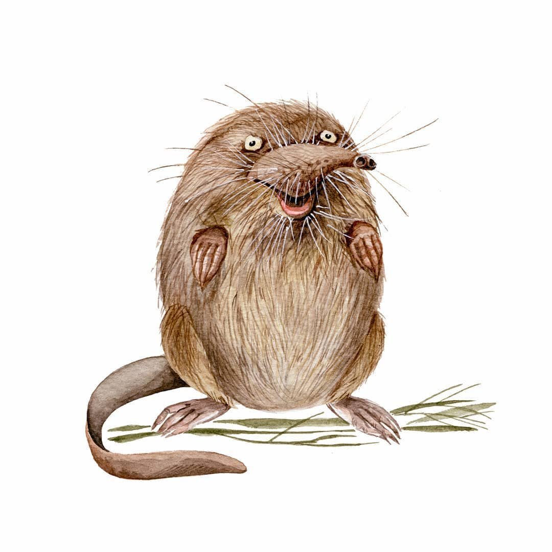 Русская выхухоль Desmana moschata