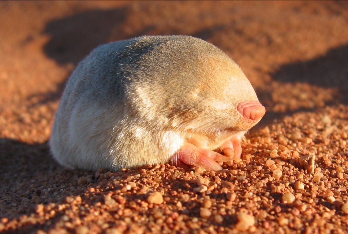 ЗВЕЗДОНОСНЫЙ Крот