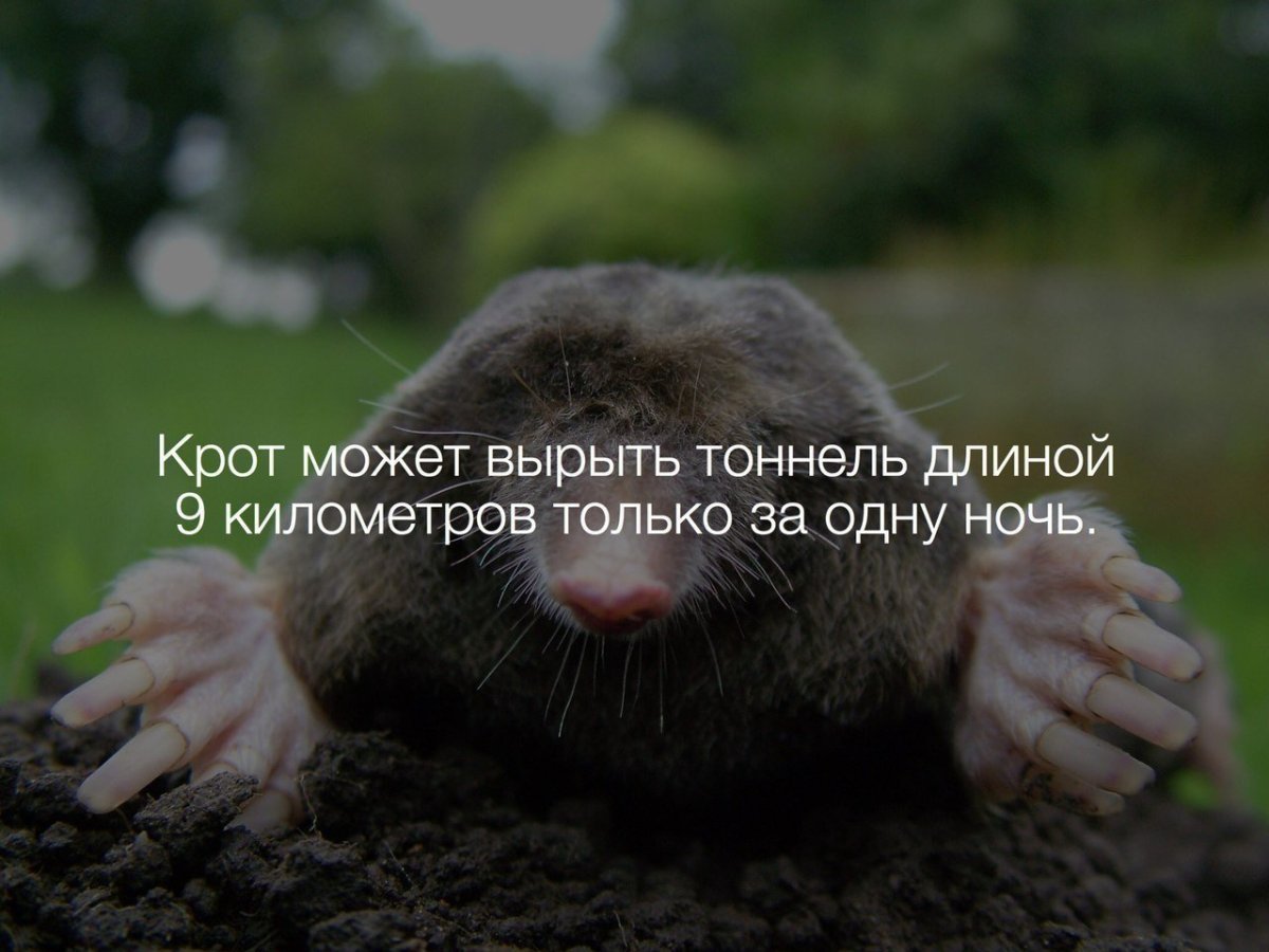 Землеройковые крысы