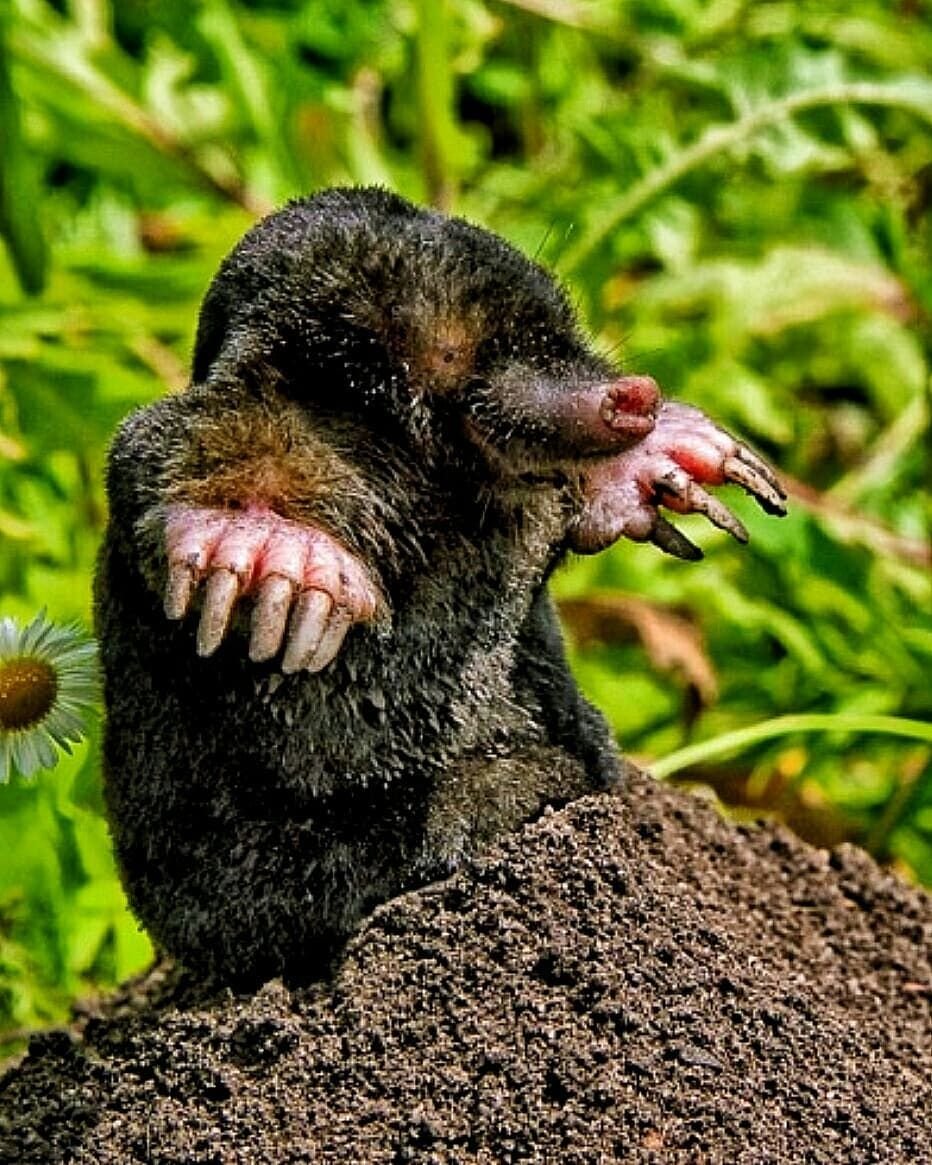 Звездонос (звездорыл)